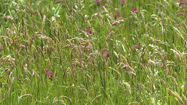 野燕麦草和红三叶草视频素材