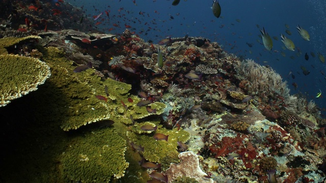 覆盖着热带鱼和海洋生物的珊瑚礁墙视频素材