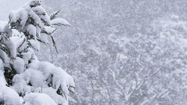 雪片在暴风雪中飘落在松树上。缓慢的运动。寒冷的天气和冬天的主题。红色的相机。视频素材