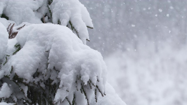 雪片在暴风雪中飘落在松树上。缓慢的运动。寒冷的天气和冬天的主题。红色的相机。视频素材