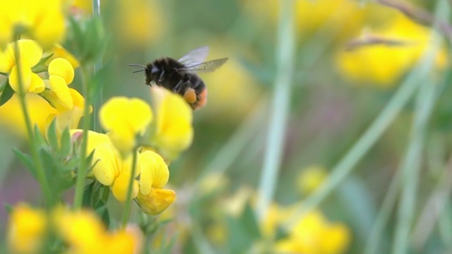 蜜蜂大黄蜂飞行视频素材