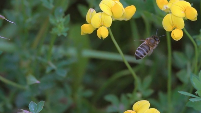 蜂花粉黄花飞扬视频素材