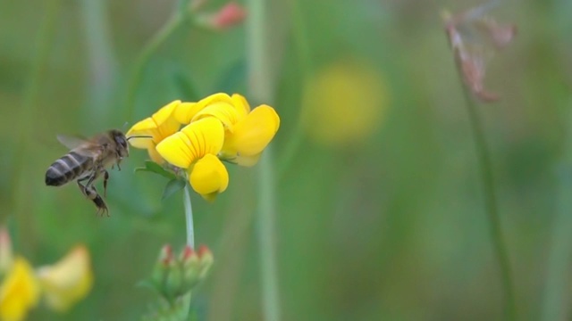 蜂蜜视频素材