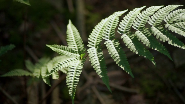 热带雨林蕨类植物视频素材