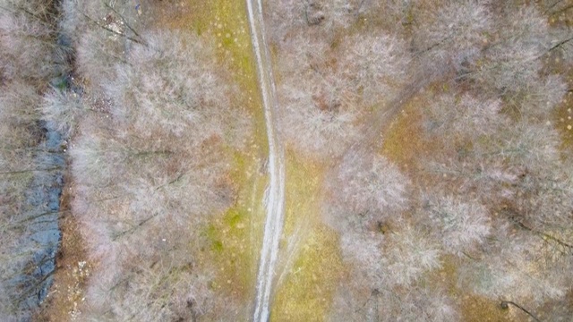 森林鸟瞰图。空中俯瞰秋天没有树叶的森林。空中鸟瞰图的空旷道路在秋天的森林视频素材