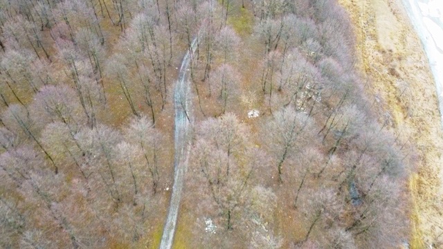 森林鸟瞰图。空中俯瞰秋天没有树叶的森林。空中鸟瞰图的空旷道路在秋天的森林视频素材