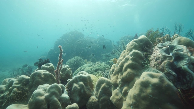 海洋中有丰富的热带鱼、珊瑚等海洋物种。视频素材