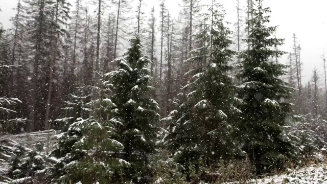 大雪落在茂密的松林里。森林和田野上覆盖着一层厚厚的雪。冬天白色背景。视频素材