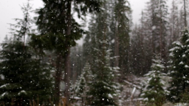 森林背景上的降雪。缓慢的运动。森林和田野上覆盖着一层厚厚的雪。新年。山里冬天下大雪。冬天。视频素材