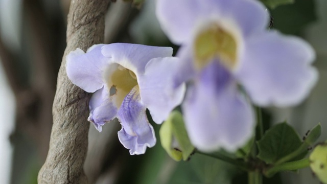 近距离观察木匠蜂或黑蜂绕着白花飞舞，采集花蜜吸蜜或花精视频素材