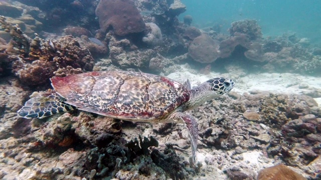 在水下珊瑚礁上游泳的玳瑁海龟(Eretmochelys imbricata)是极度濒危物种视频素材