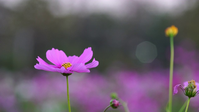 宇宙的花视频素材