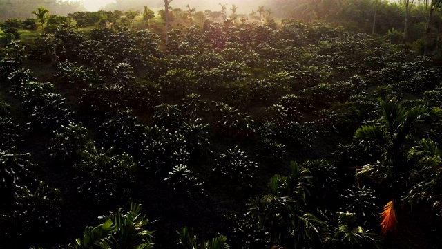 罗布斯塔咖啡种植园里的咖啡花在清晨盛开，无人机在该国的鸟瞰图。泰国。视频素材