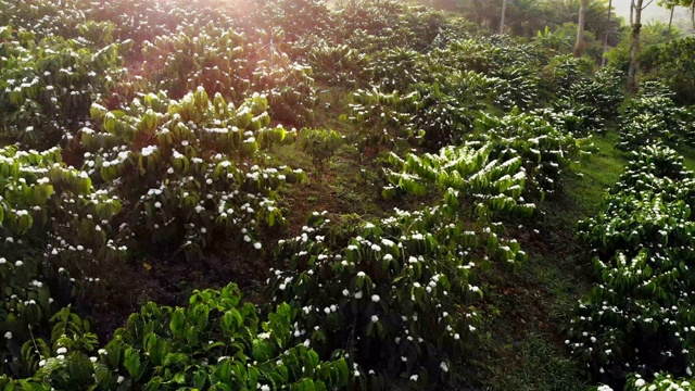 罗布斯塔咖啡种植园里的咖啡花在清晨盛开，无人机在该国的鸟瞰图。泰国。视频素材