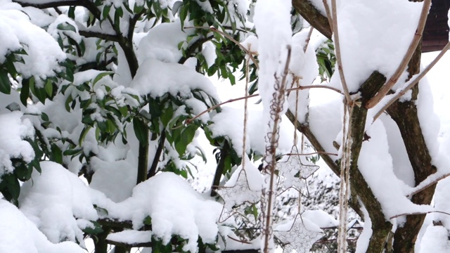 冬天白雪覆盖的花园视频素材