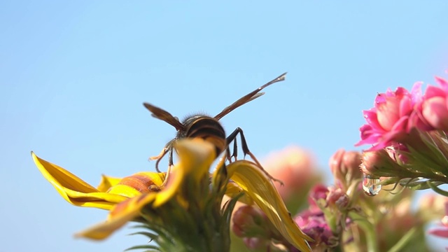 蜜蜂黄蜂细节视频素材