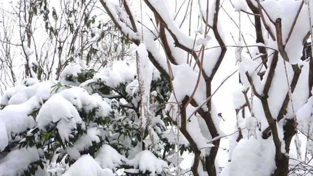 冬天白雪覆盖的花园视频素材