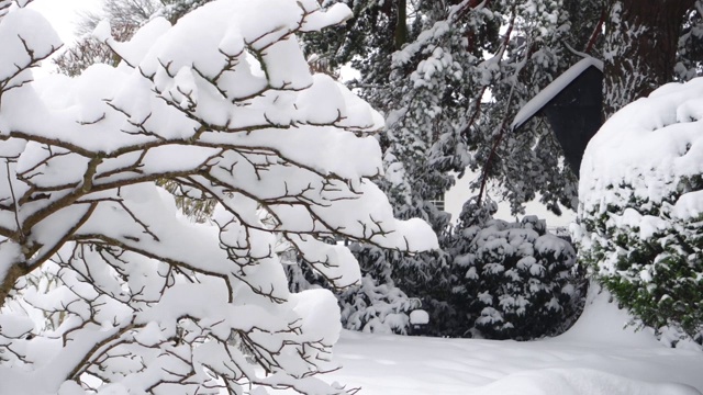 冬天白雪覆盖的花园视频素材