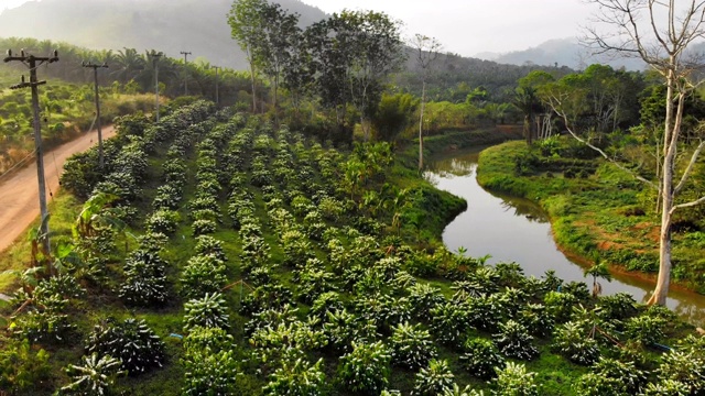 罗布斯塔咖啡种植园里的咖啡花在清晨盛开，无人机在该国的鸟瞰图。泰国。视频素材