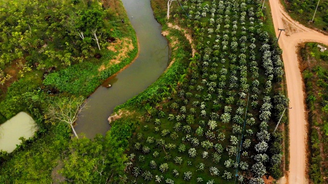 罗布斯塔咖啡种植园里的咖啡花在清晨盛开，无人机在该国的鸟瞰图。泰国。视频素材