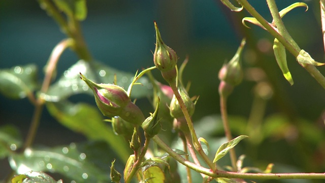 粉红玫瑰花蕾视频素材