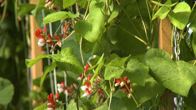 枯萎的橙色水仙花视频素材