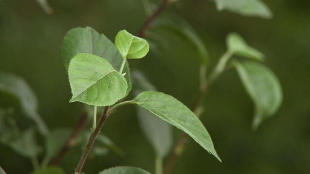 植物有锯齿的叶子视频素材