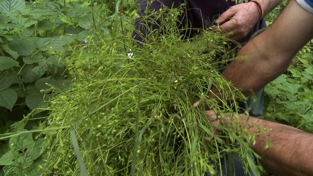 往桶里装植物视频素材