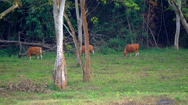 爪哇牛:产于东南亚、泰国的一种野生牛视频素材