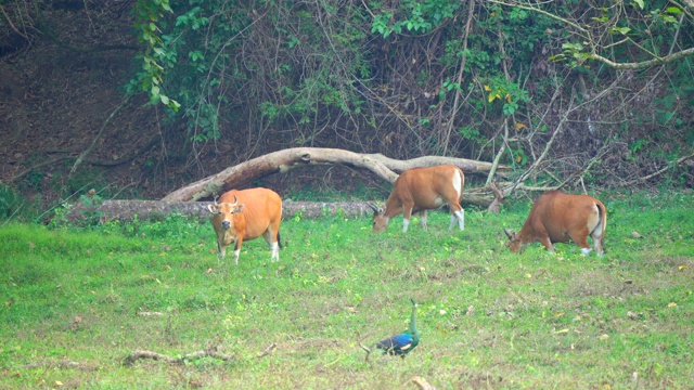 爪哇牛:产于东南亚、泰国的一种野生牛视频素材