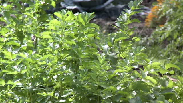 用簸箕耙出一片菜地视频素材