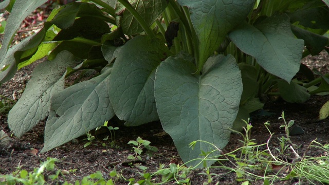 土壤中的大叶植物视频素材