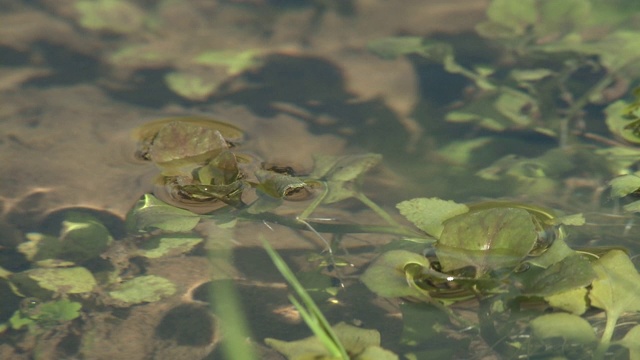 小叶子漂浮在水里视频素材