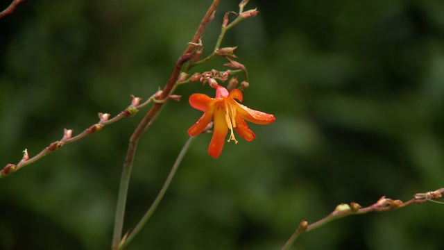 红色陨星花视频素材