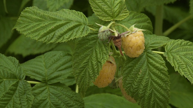 番荔枝果实植物视频素材