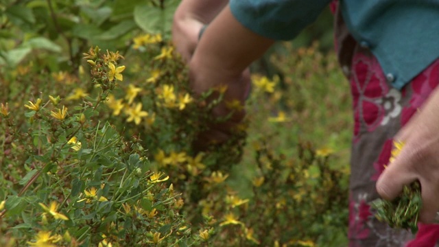 修剪黄色马利筋花视频素材