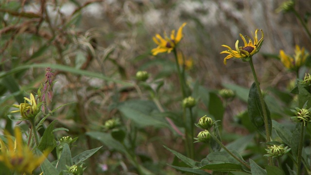 野生黄松果菊视频素材