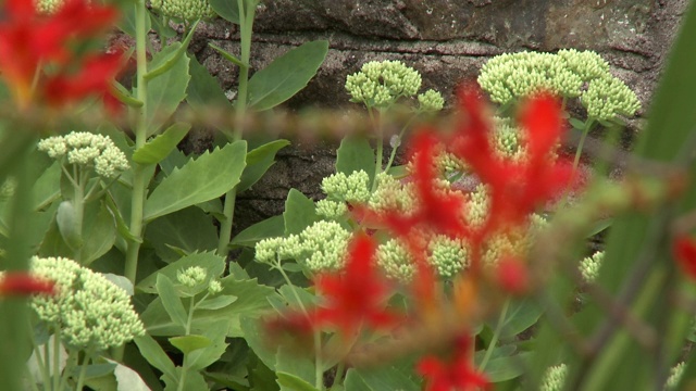 红色鸢尾科花视频素材