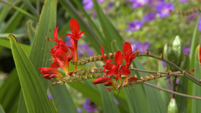 蜜蜂授粉红蒙大拿花视频素材