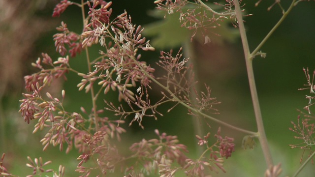 Penstemon花灯泡视频素材