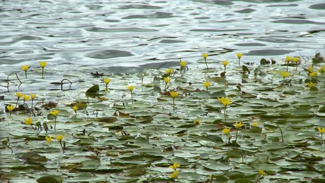 池塘里的黄睡莲，紫色的野花视频素材