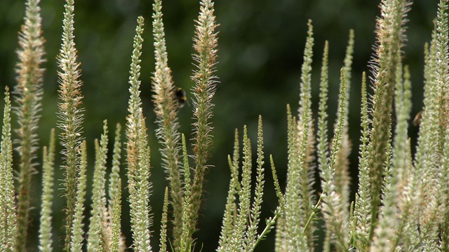 Triglochin Palustris植物视频素材