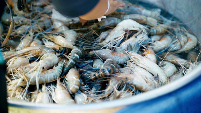 鲜虾海鲜在鱼市出售。视频素材