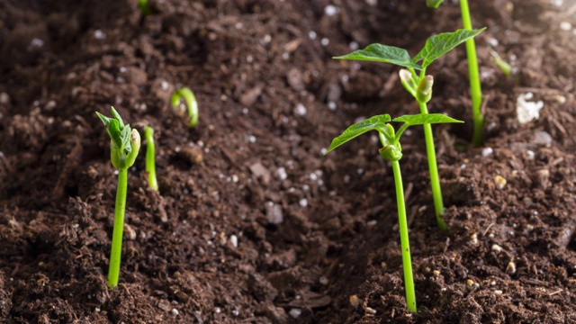 菜园或农场种植的时间间隔视频素材