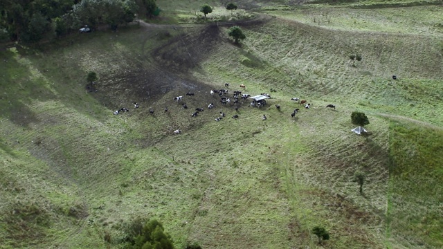 鸟瞰图的荷斯坦牛放牧在阳光山坡，Zipaquira，哥伦比亚视频素材