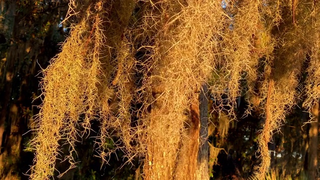 西班牙苔藓在风中吹拂的特写视频素材