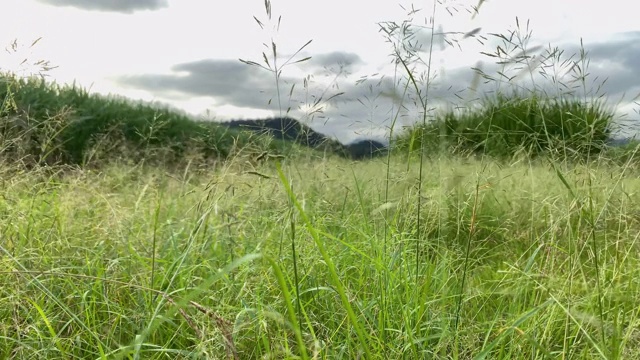 生长在澳大利亚农村农场的野草视频素材