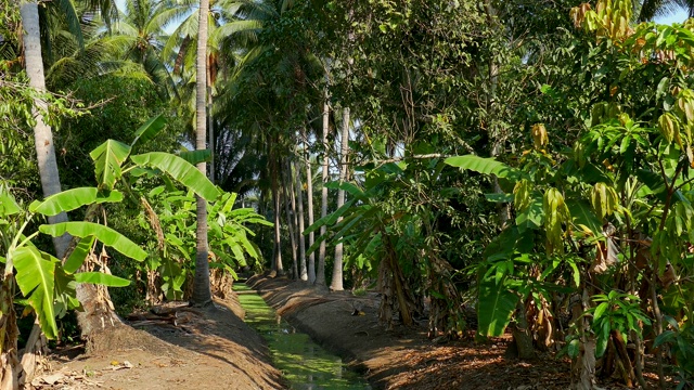 种植椰子，棕榈树视频素材