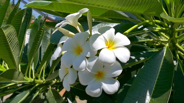 鸡蛋花视频素材