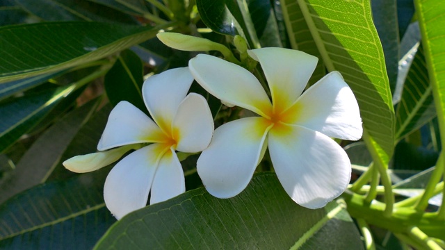 鸡蛋花视频素材